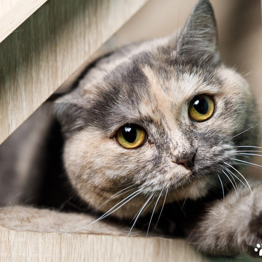 Изображение питомца