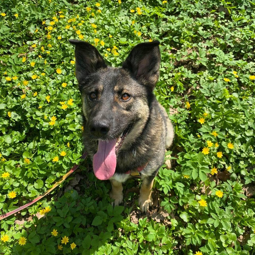 Изображение питомца