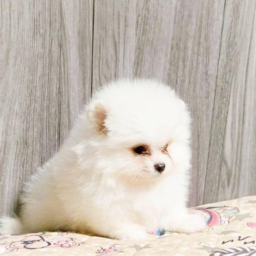 Изображение питомца