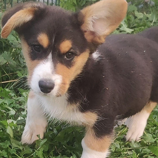 Изображение питомца