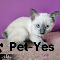 Изображение питомца