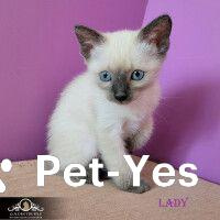 Изображение питомца