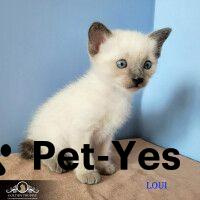 Изображение питомца