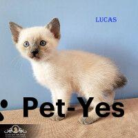 Изображение питомца