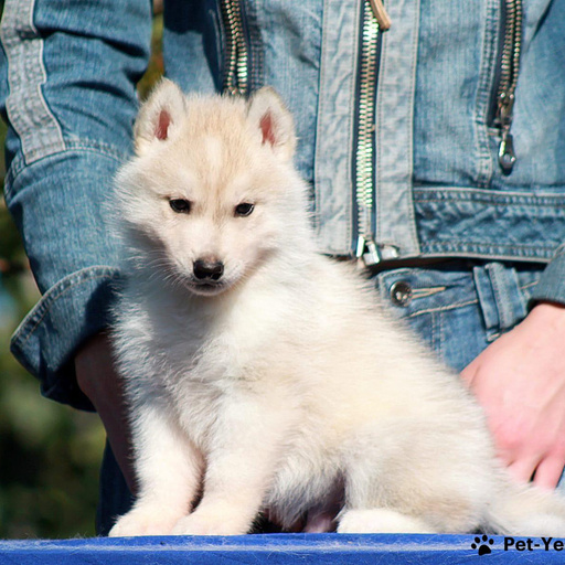 Изображение питомца