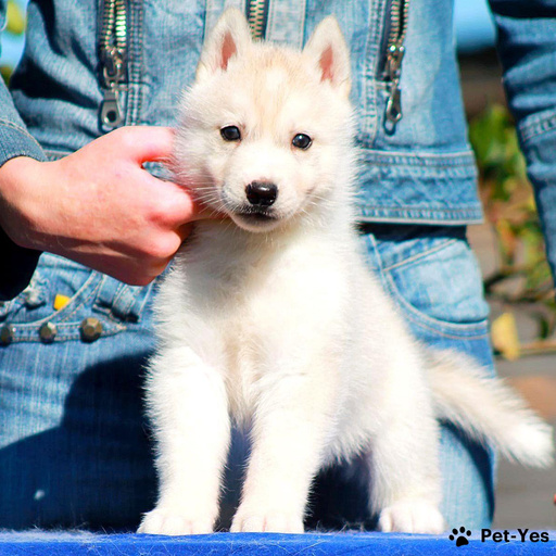 Изображение питомца