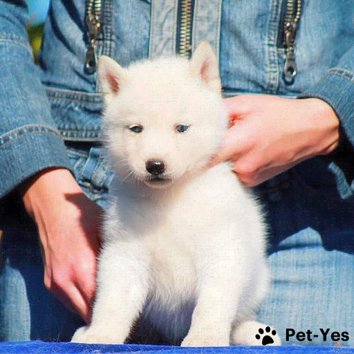 Изображение питомца