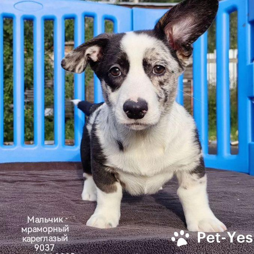 Изображение питомца