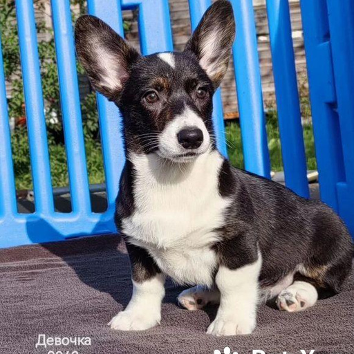 Изображение питомца