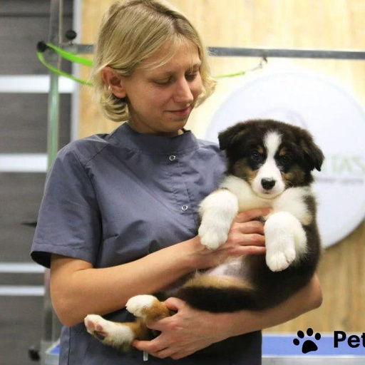 Изображение питомца