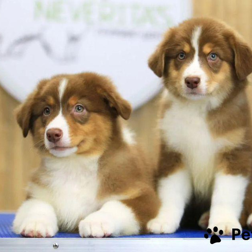 Изображение питомца