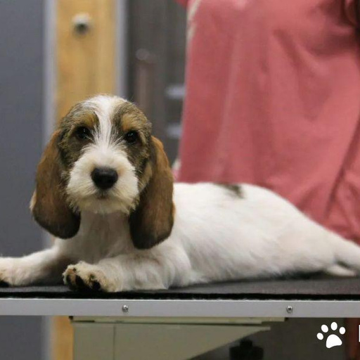 Изображение питомца