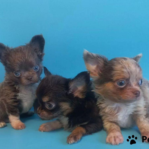 Изображение питомца