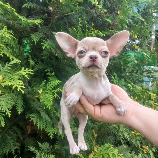 Изображение питомца