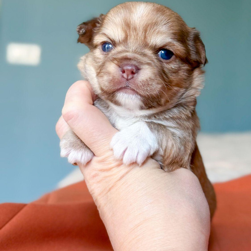 Изображение питомца