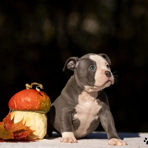 Изображение питомца