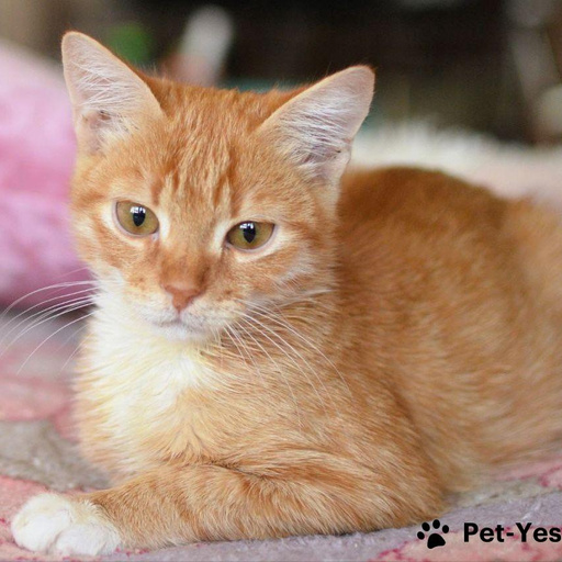 Изображение питомца