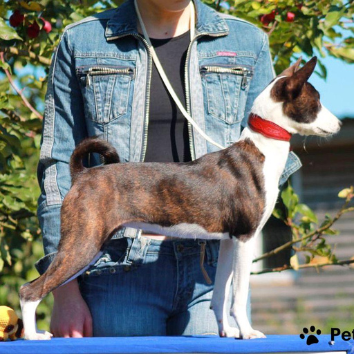 Изображение питомца