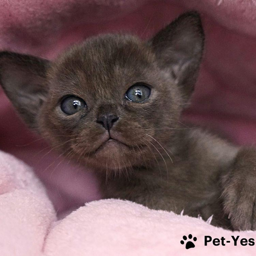 Изображение питомца