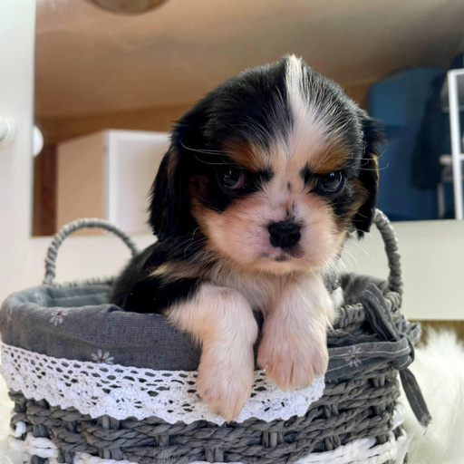 Изображение питомца