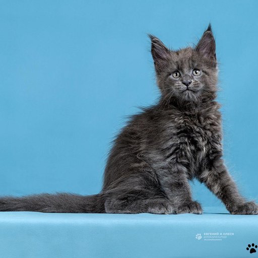 Изображение питомца