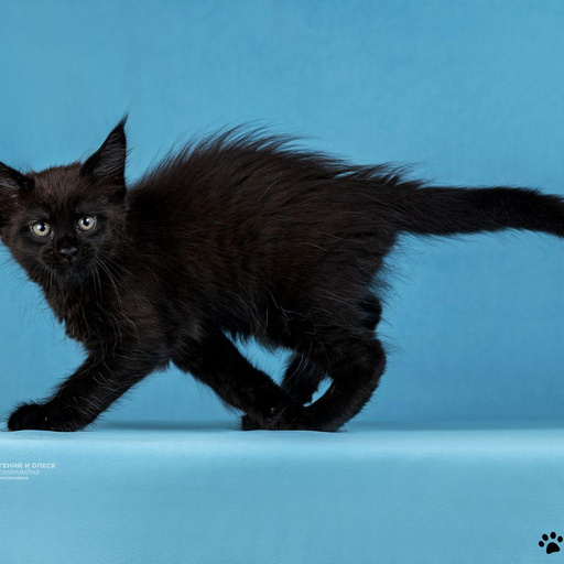 Изображение питомца