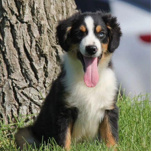 Изображение питомца