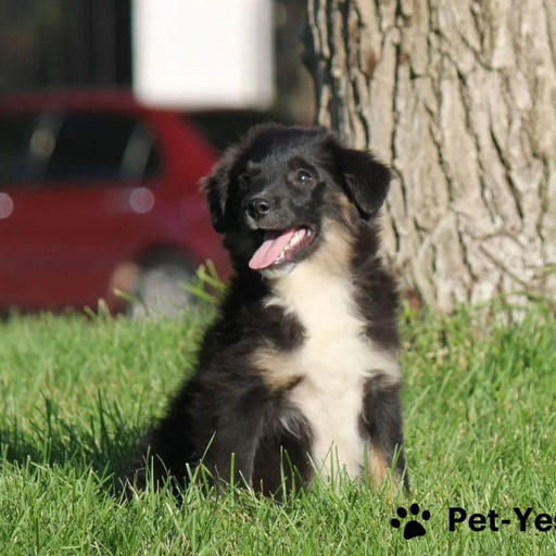 Изображение питомца