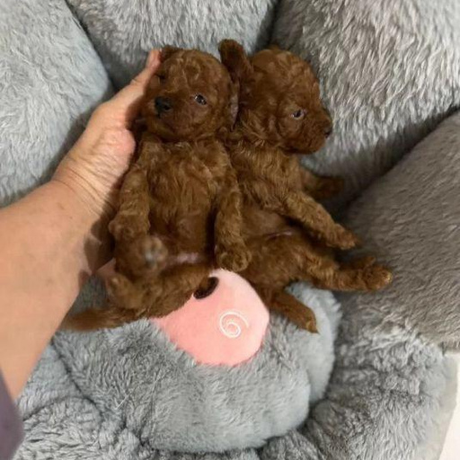 Изображение питомца