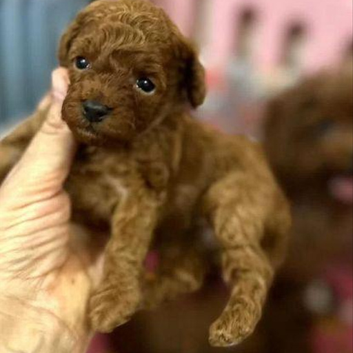 Изображение питомца