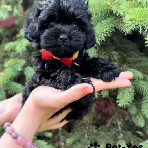 Изображение питомца