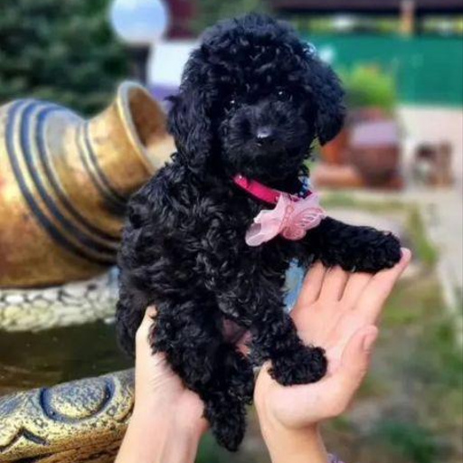 Изображение питомца