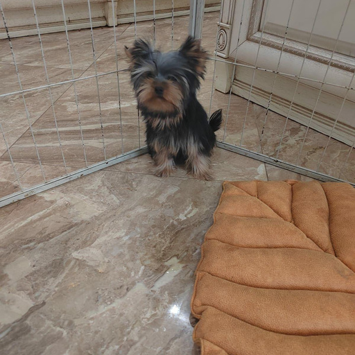 Изображение питомца