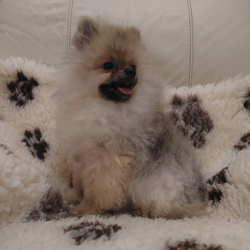 Изображение питомца