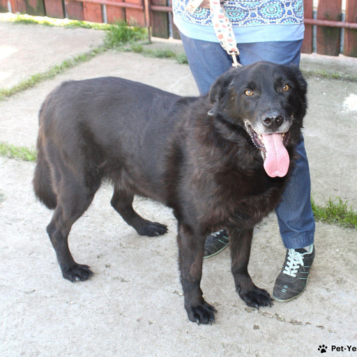 Изображение питомца