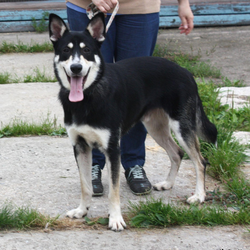 Изображение питомца