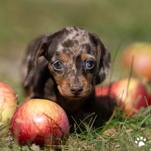 Изображение питомца