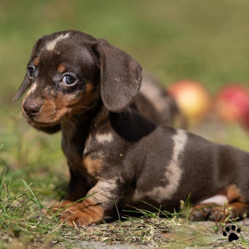 Изображение питомца