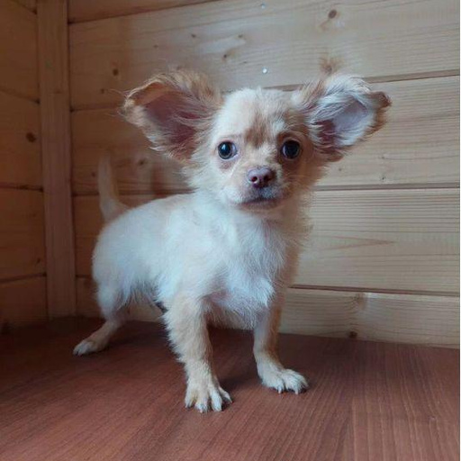 Изображение питомца