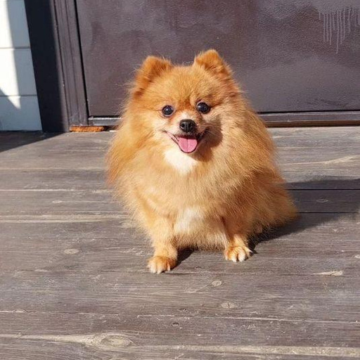 Изображение питомца