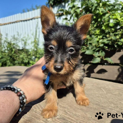 Изображение питомца