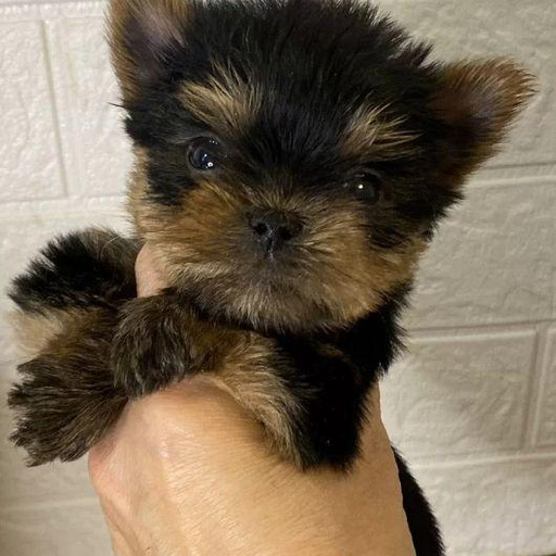 Изображение питомца