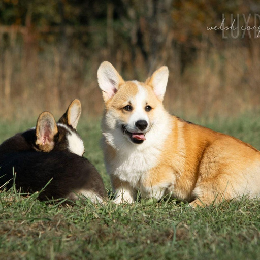 Изображение питомца