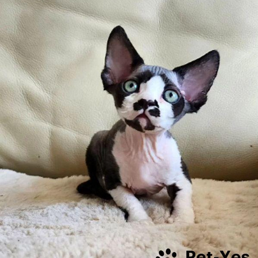 Изображение питомца