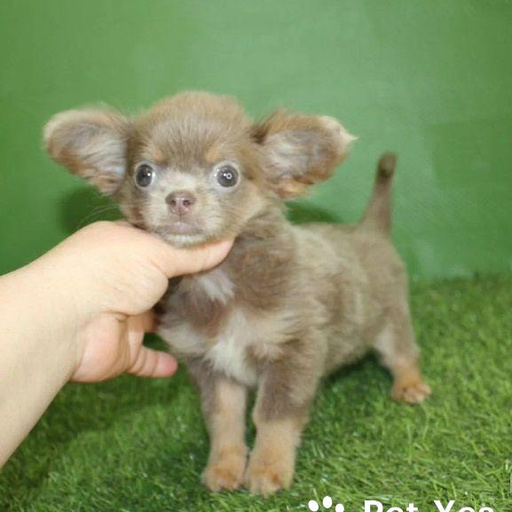 Изображение питомца