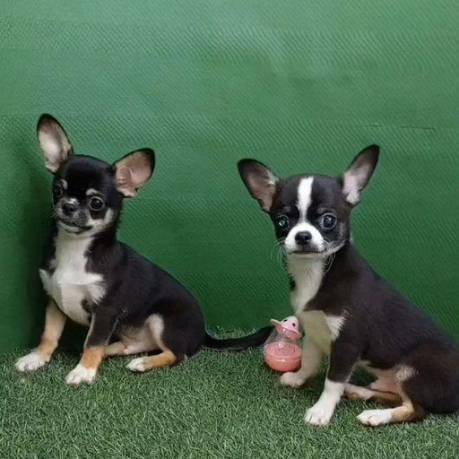 Изображение питомца