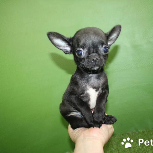 Изображение питомца