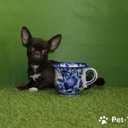 Изображение питомца