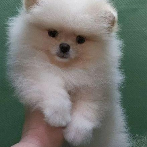 Изображение питомца