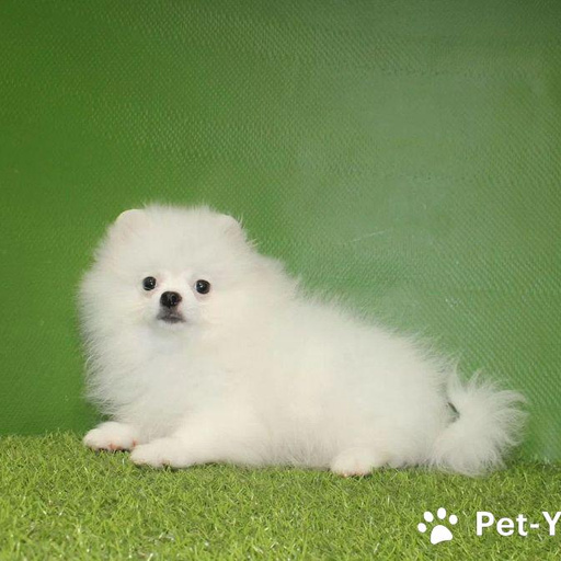 Изображение питомца